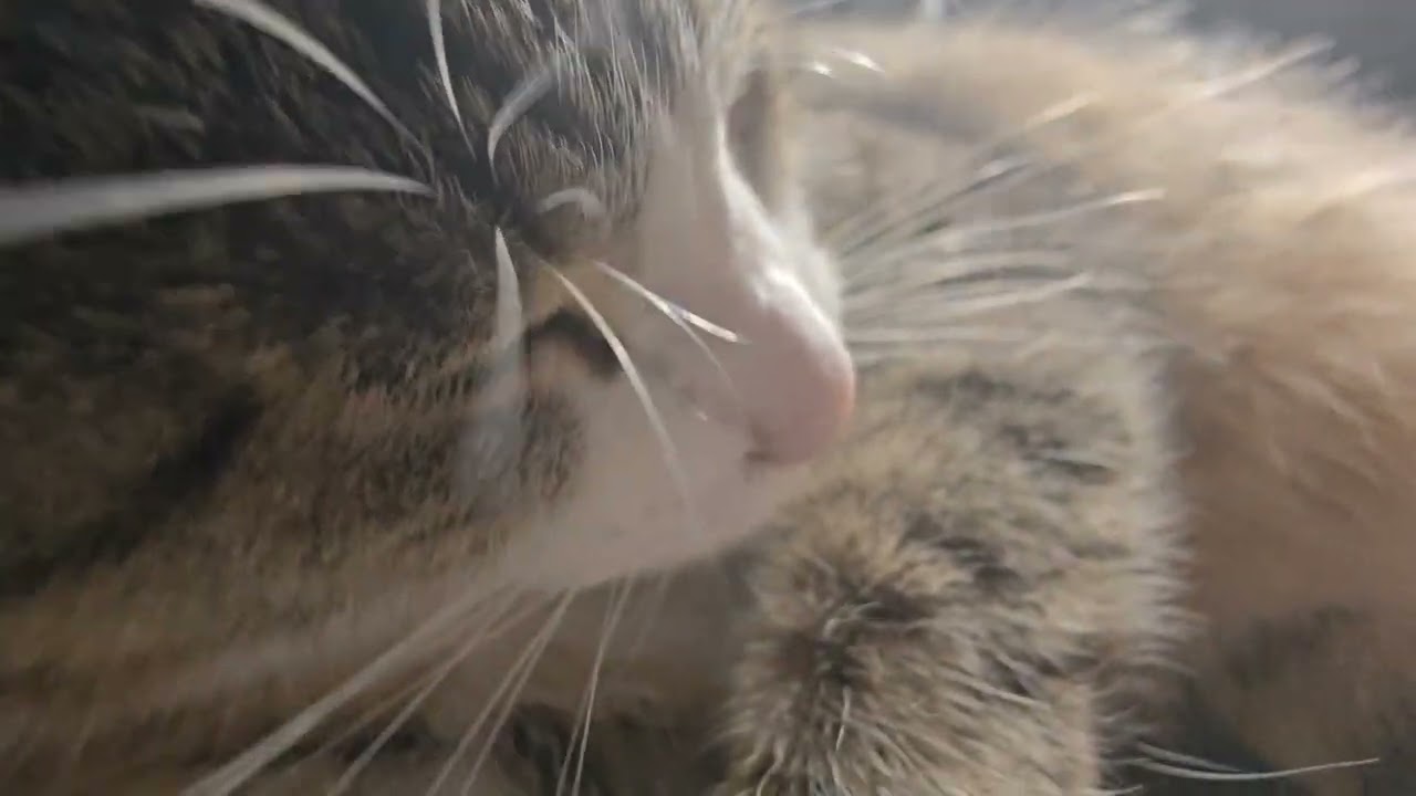 耳穴でキマる猫