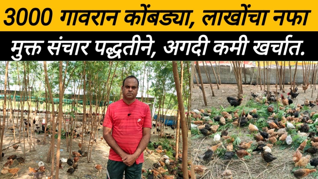 3000 गावरान कोंबड्या, मुक्तसंचार शेड, लाखोंचा नफा, माहिती व मुलाखत: Free range Poultry farm: