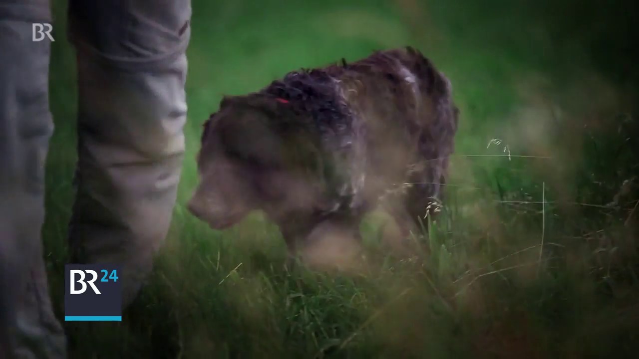 Wölfe in Bayern: Wie kann ein Wolfsmanagement funktionieren? | BR24