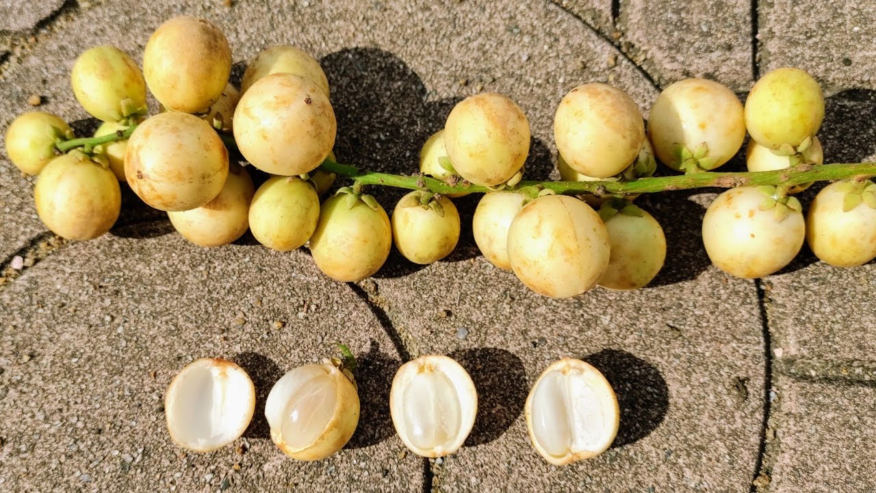 Rambai (Baccaurea motleyana) - one of the tastiest tropical fruits