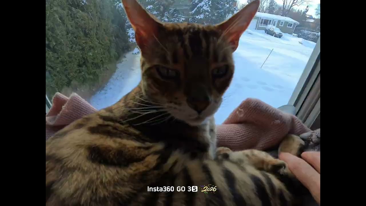 Tired Tiger in Canadian Winter ✨️❄️