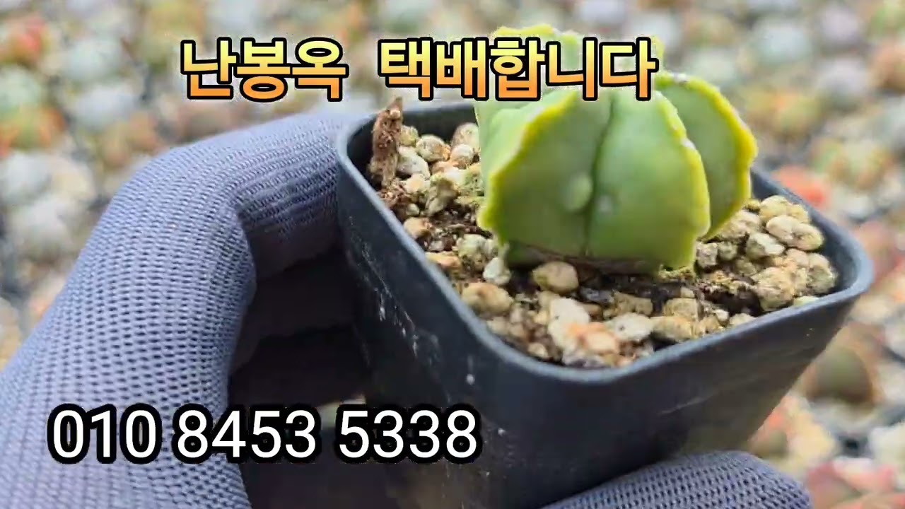 난봉옥  택배합니다 010-8453-5338 주문주세요 