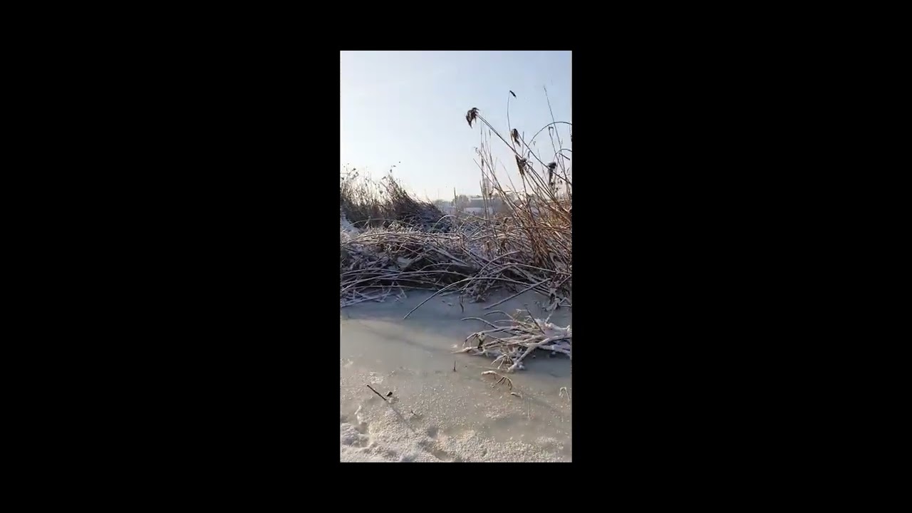 Очищення берега водойми, річки. Зрізання комиша.
