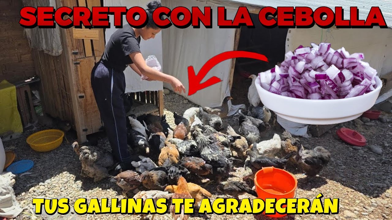 Que pasa si le doy comer CEBOLLA a mis gallinas