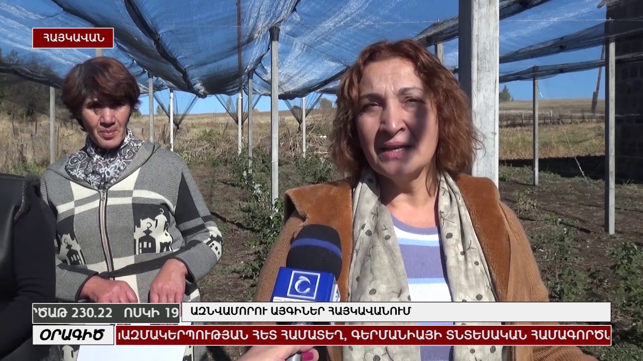 Ազնվամորու այգիներ Հայկավանում