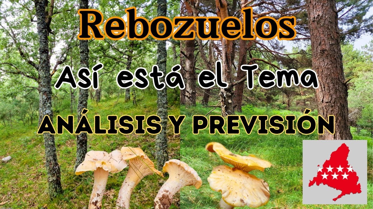 Cantharellus CIBARIUS en ROBLE | 27/JUNIO/2024 | Sierra de Guadarrama (MADRID) | Repaso de HABITATS