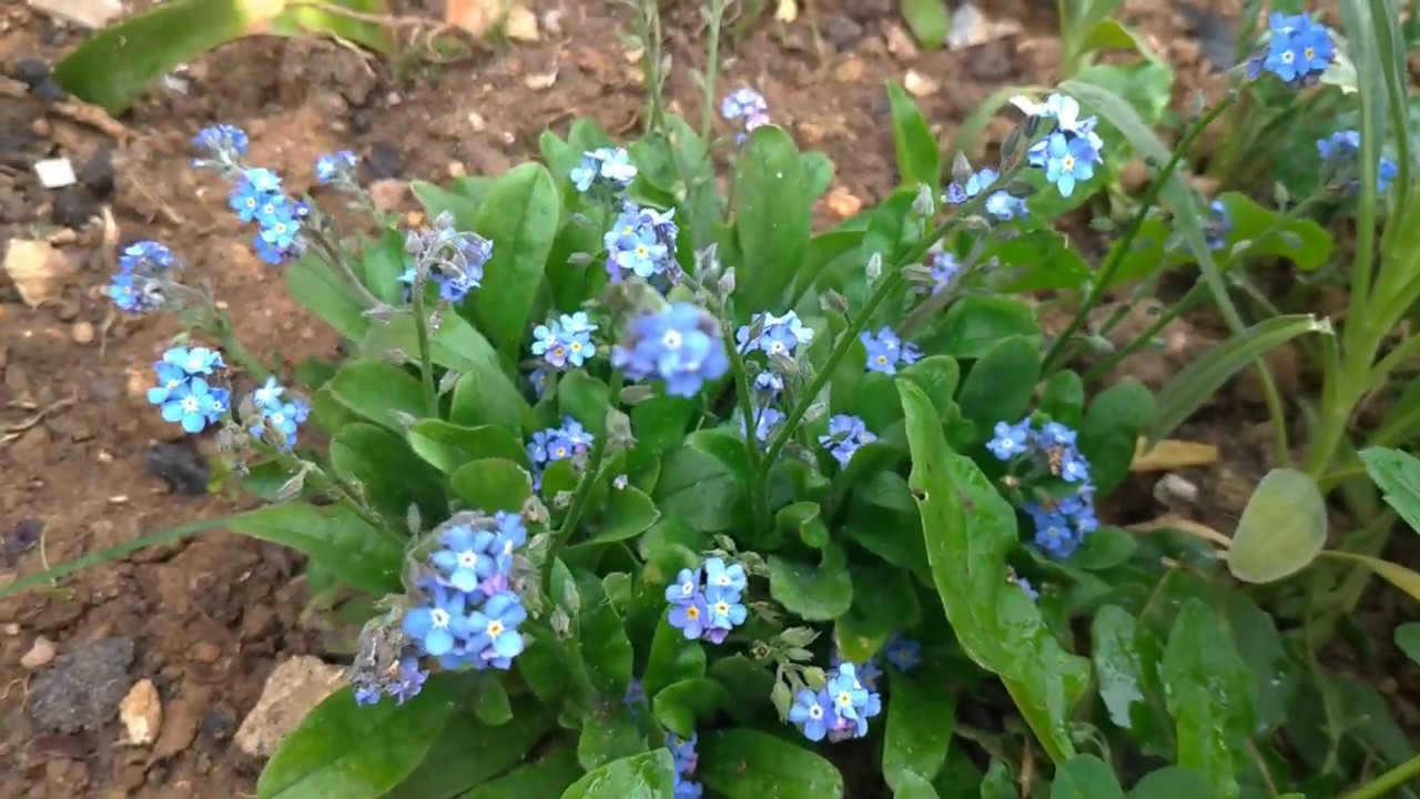 Unutma Beni Çiçeği | Bakımı, Nasıl Yetiştirilir? | (Myosotis Scorpioidos)
