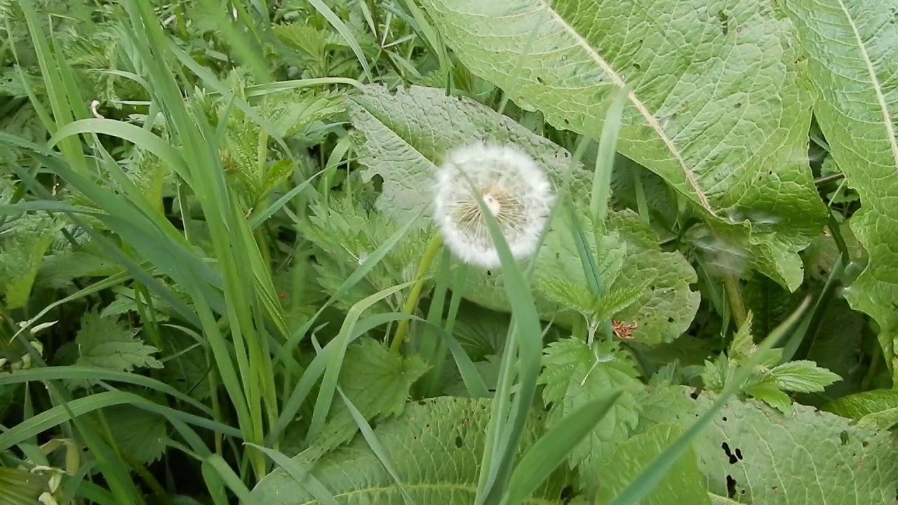 Kehre wieder, kehre wieder - Carl Johann Philipp Spitta