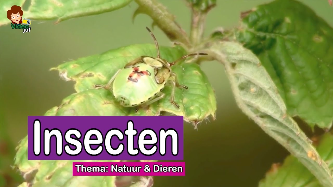 Insecten