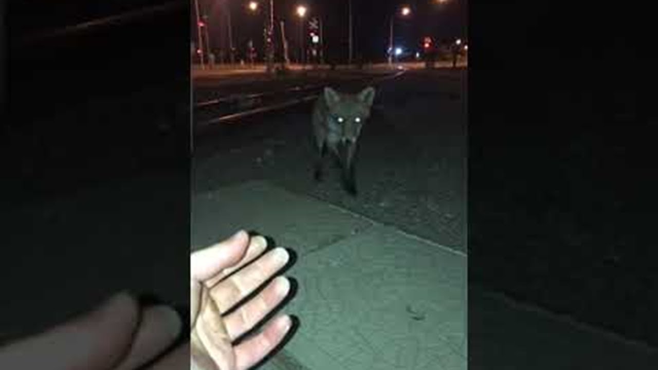 Man Has Surprising Encounter with a Red Fox || ViralHog