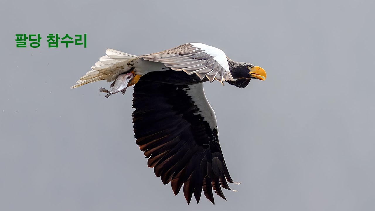 팔당의 참수리