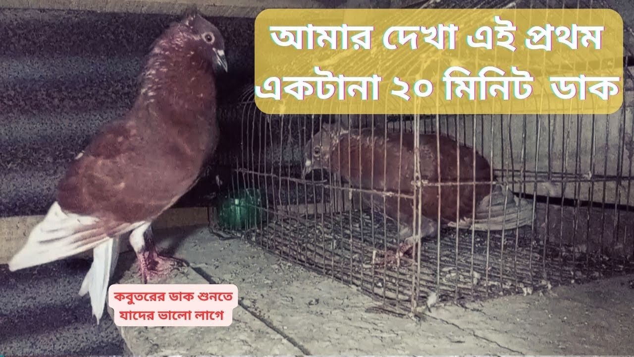 একটানা ২০ মিনিট কোকা কবুতরের ডাক ।। এমন কবুতর এই প্রথম দেখলাম ।। কোকা কবুতর ।। দর্শকের কবুতর