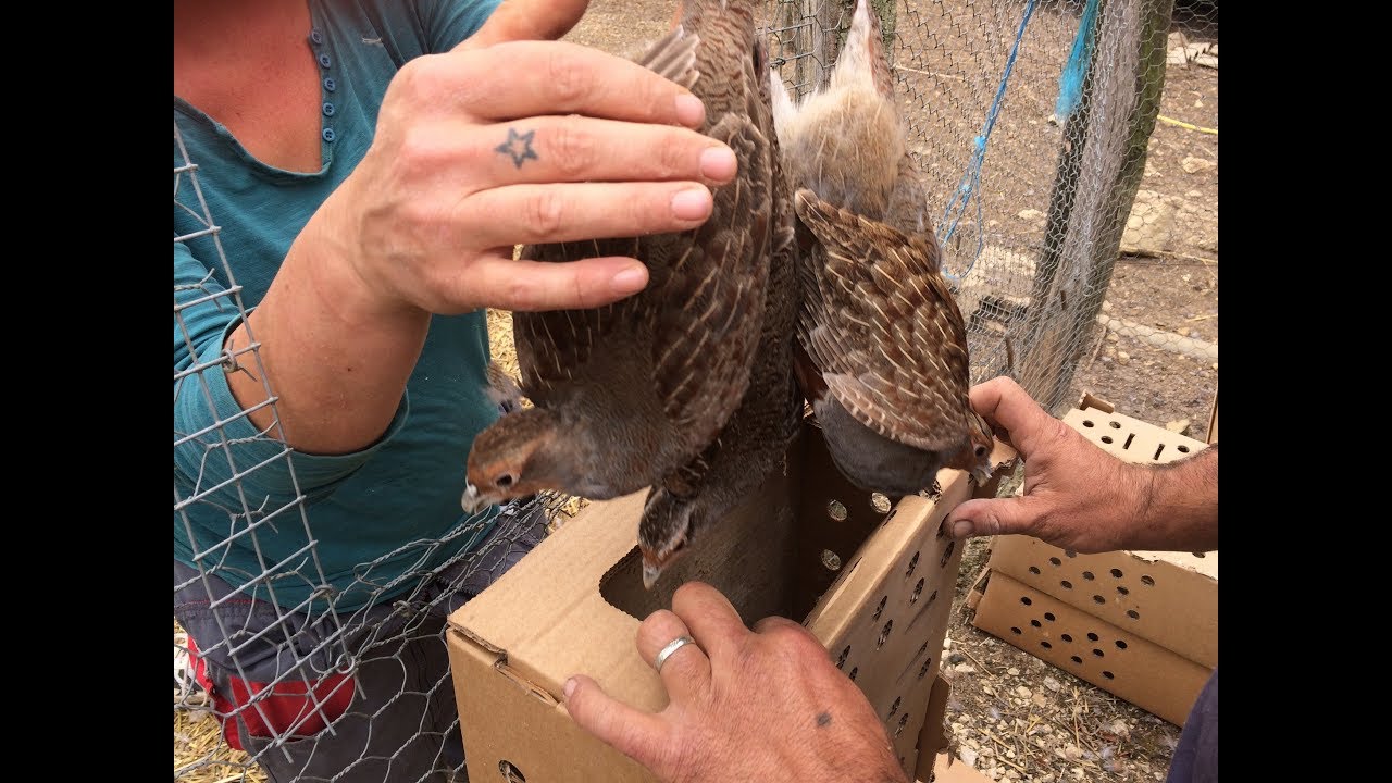 En Charente, le gibier est prêt avant l'ouverture de la chasse dimanche