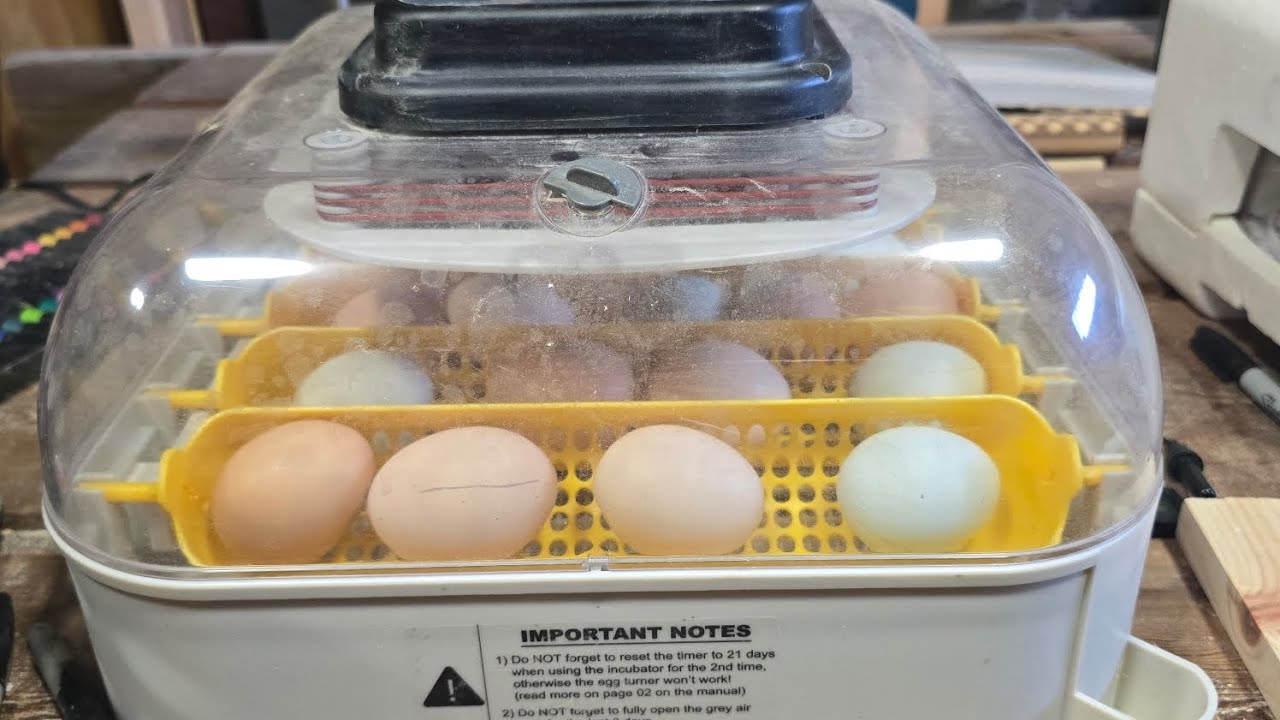 Candle eggs day 4-starting seedlings and plans for spring #farmlife #chicken #garden 