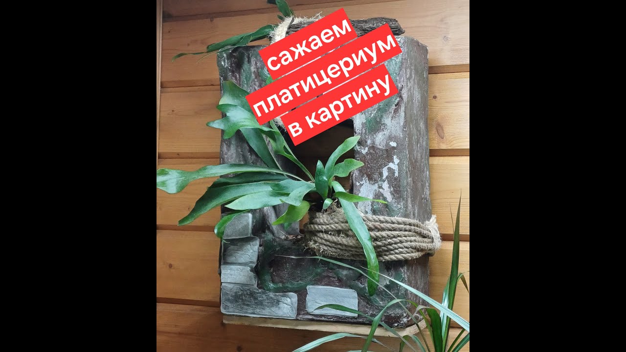 живая картина из папоротников || платицериумы
