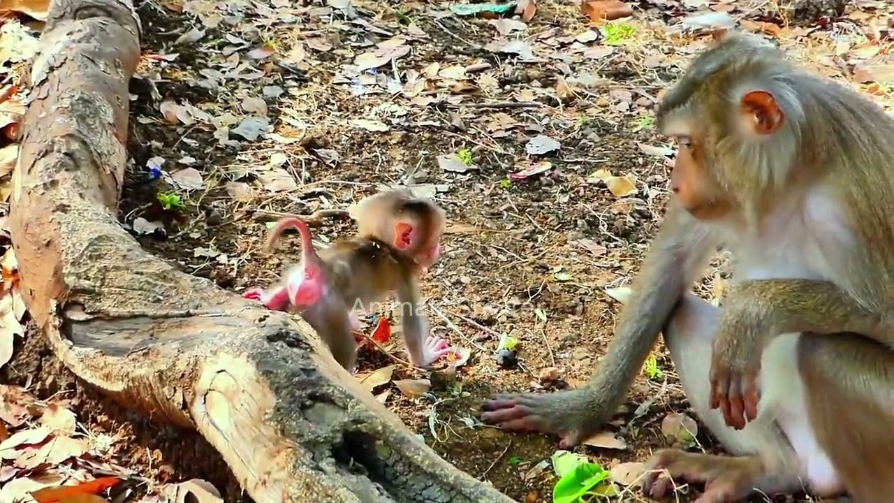 Copy of LIVE: A Gentle and Peaceful Scene as the Little One Lies Down Safely Beside Mama 🌿🐒💛