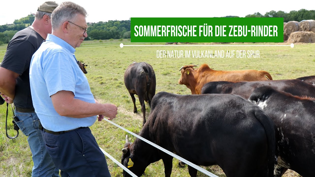 Sommerfrische für die Zebu Rinder  | Der Natur im Vulkanland auf der Spur | vulkantv.at