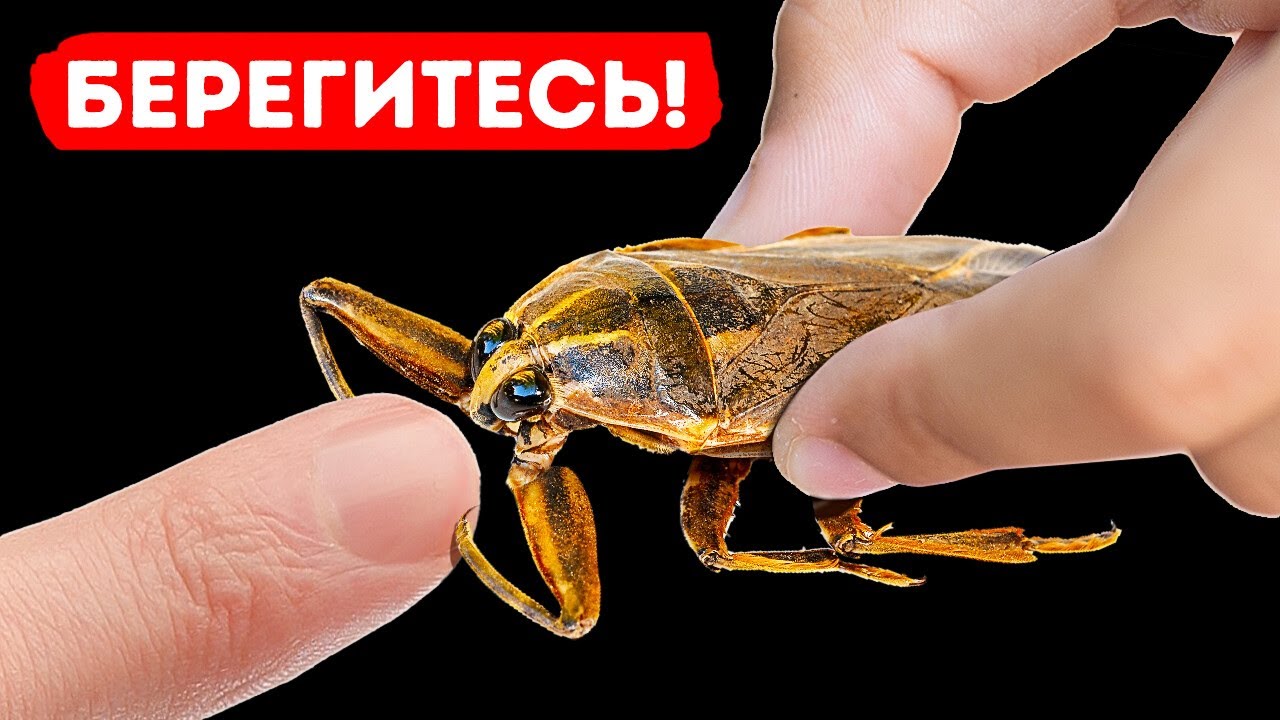 Укус этого клопа &mdash; один из самых жутких