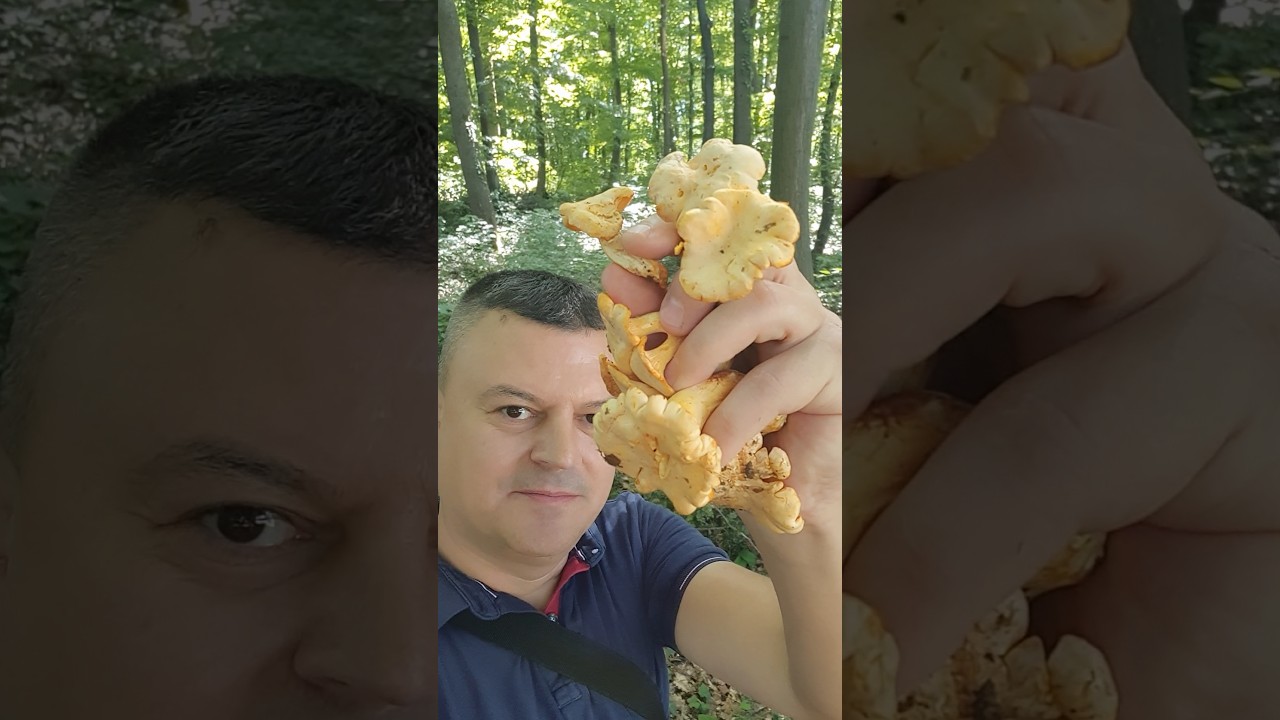 Lisičarke - &Scaron;ta je ovo Ljudi pa svugdje su ! Cantharellus cibarius !