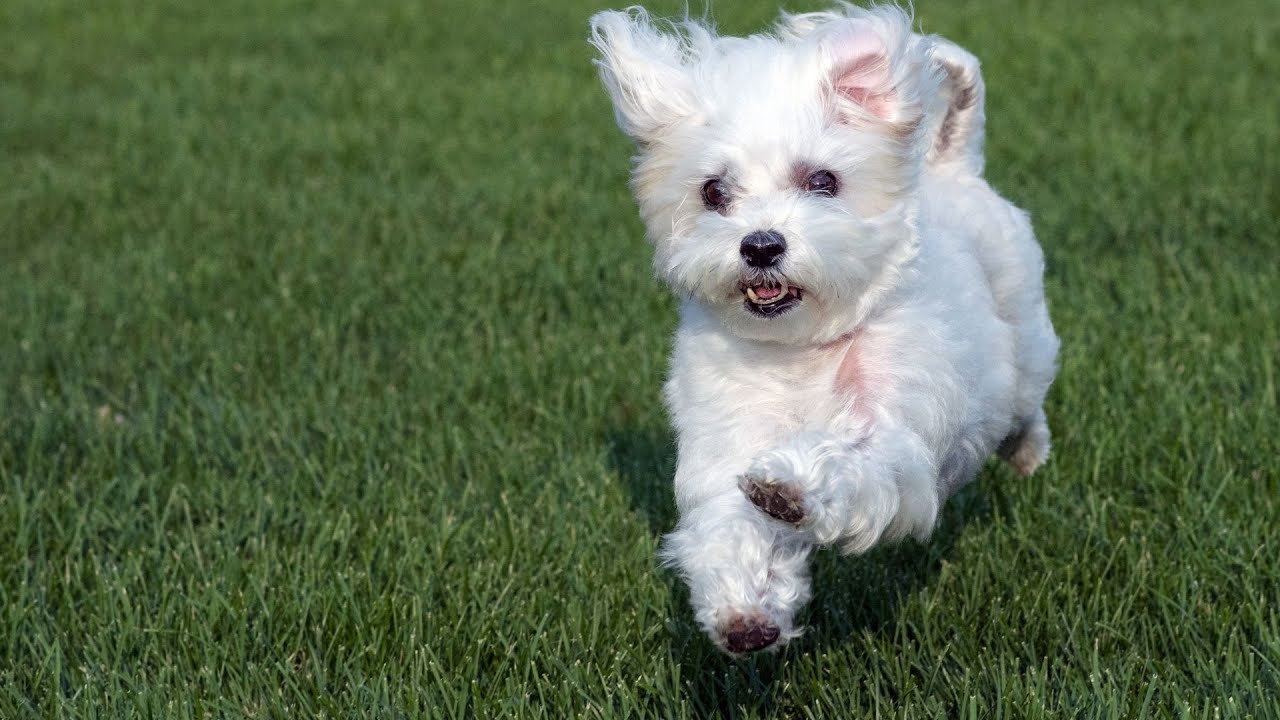 Maltese Dog Training Techniques: Effective Methods