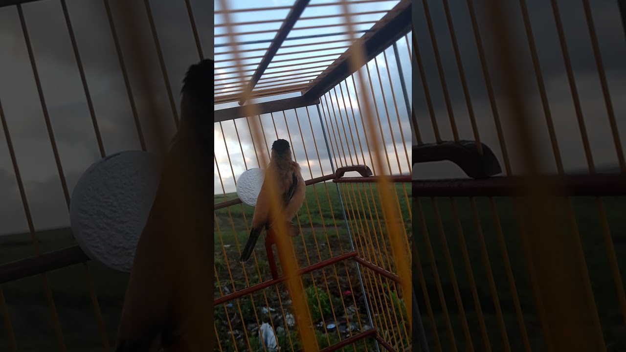 Caboclinho de Caaporã PB(2)