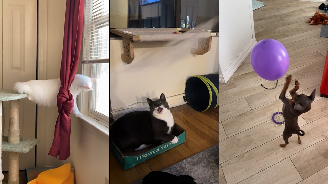 Funniest Animals 😄 New Funny Cats and Dogs Videos 😹🐶 - #10