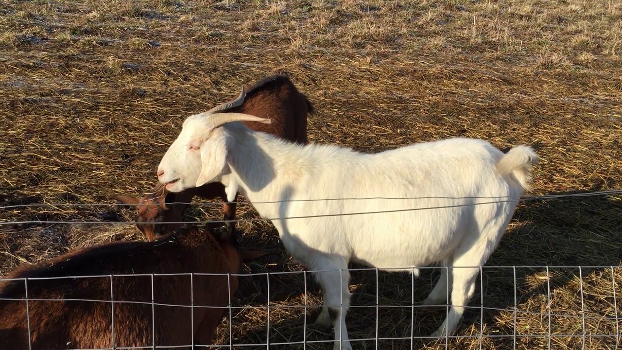 Meat Goat: Savannah, Boer Spanish Cross Breeding Dec 2017