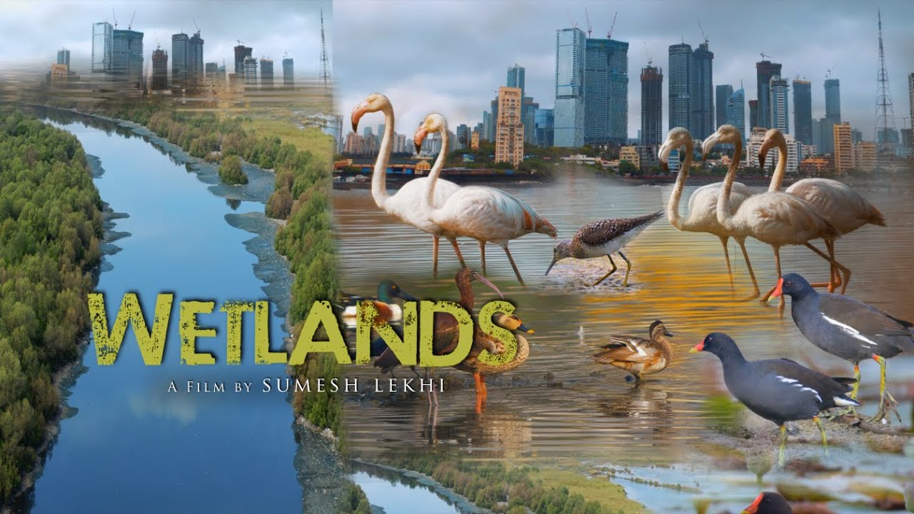 Wetlands of Mumbai-a Cinematic journey of the Megacity's Wetland Biodiversity #incrediblemaharashtra