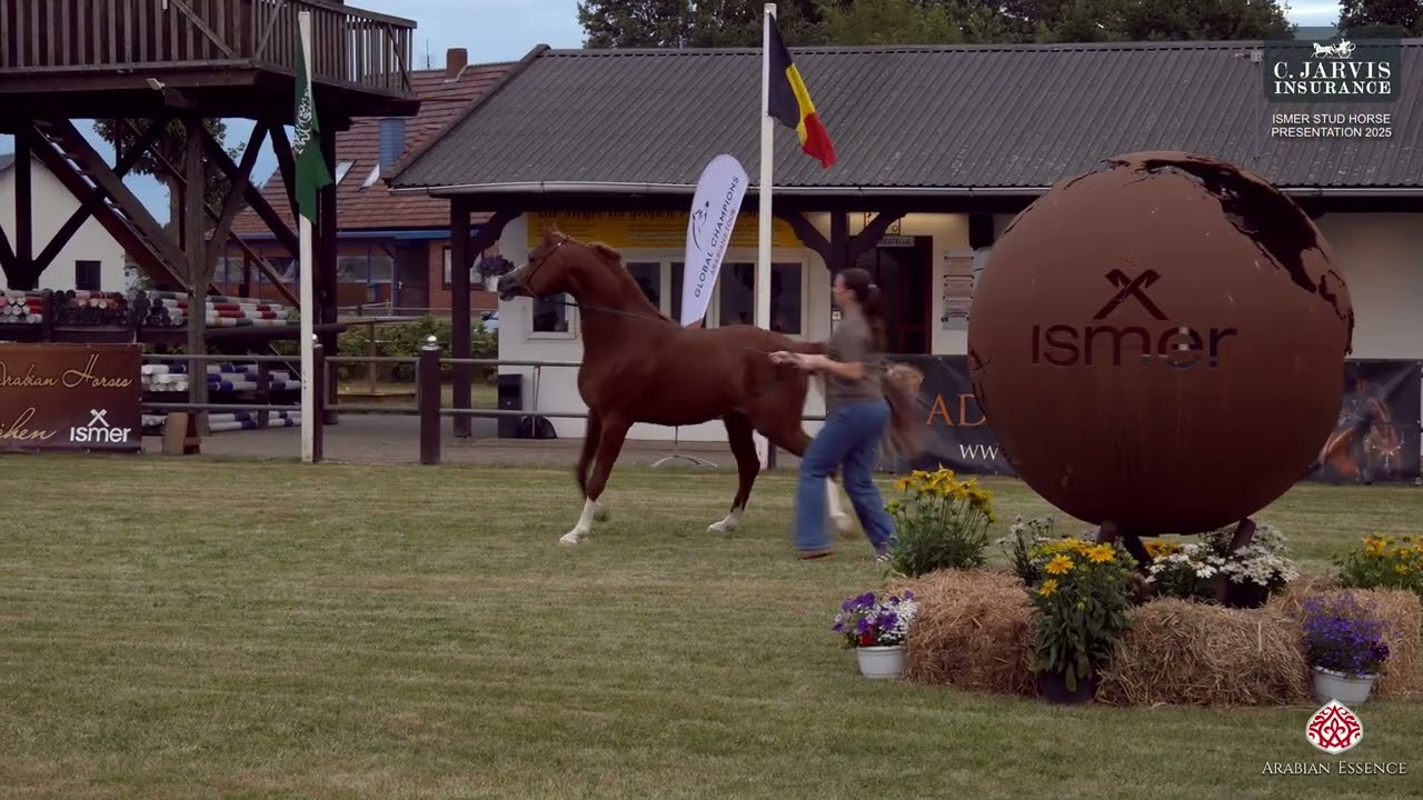 Ströhen 2025 Ismer Stud Horse Presentation   Class 1