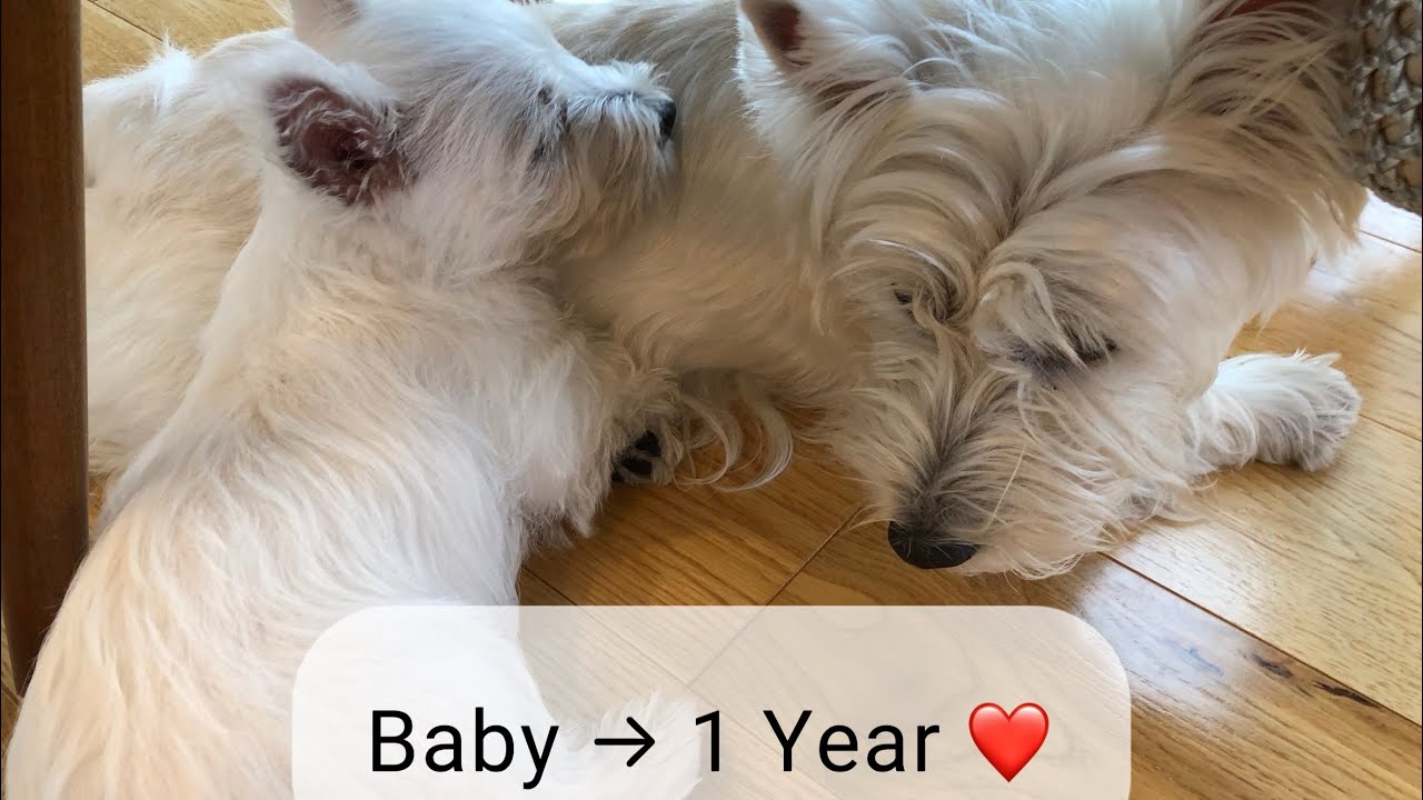 【成長記録】ウェスティ子犬を迎えて1年｜Westie Growth Story｜Cute Dog Vlog