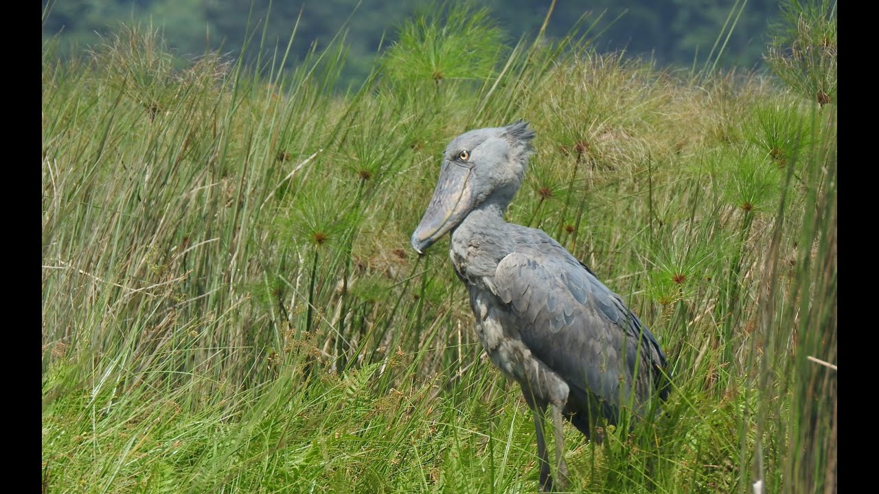 Uganda: Birds and Apes