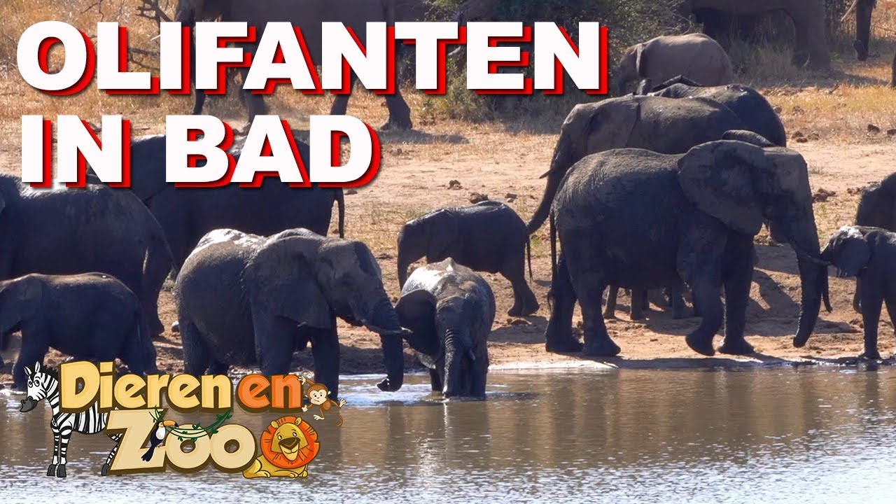 Olifanten in het water