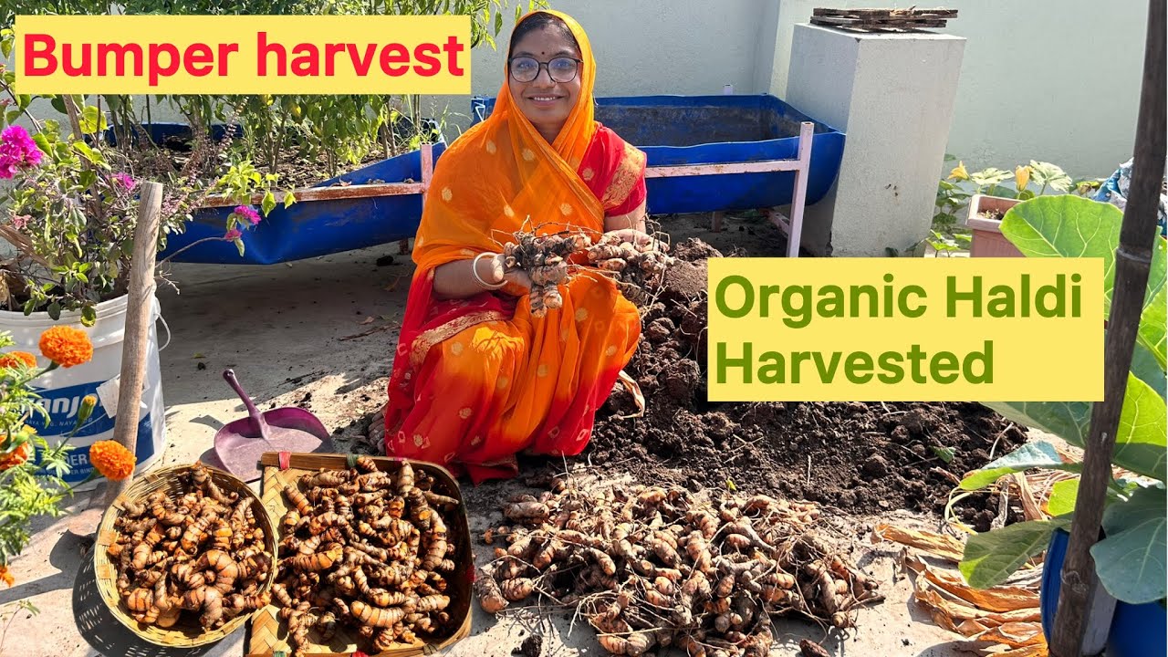 आज हमने आर्गेनिक हल्दी हार्वेस्ट की/ organic turmeric harvested from terrcae garden #haldi #video 