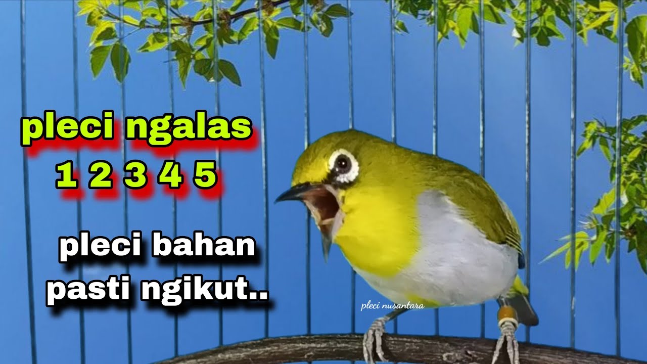 Suara Pleci Ngalas 12345,Bikin Pleci Bustomi Gacor