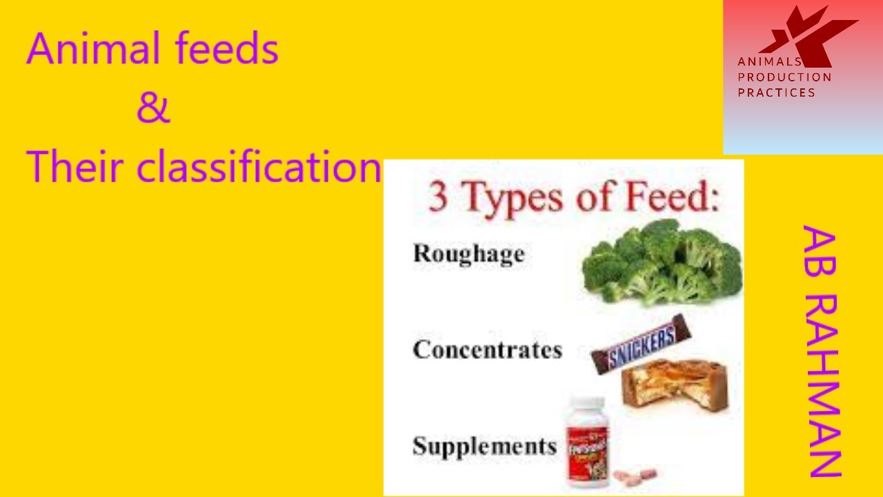 Common feeds and their classification | animal Nutrition | types of feed