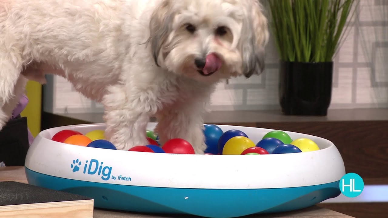 Indoor sensory activities and tips to keep your dog cool in the Summer heat!