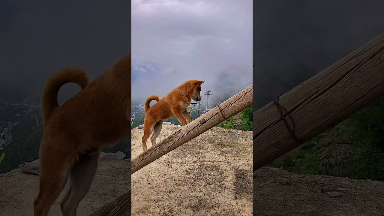 Puppy climbing the bamboo ladder | yellow nine | motion camera | 草鞋琴 | 九黄 #shorts