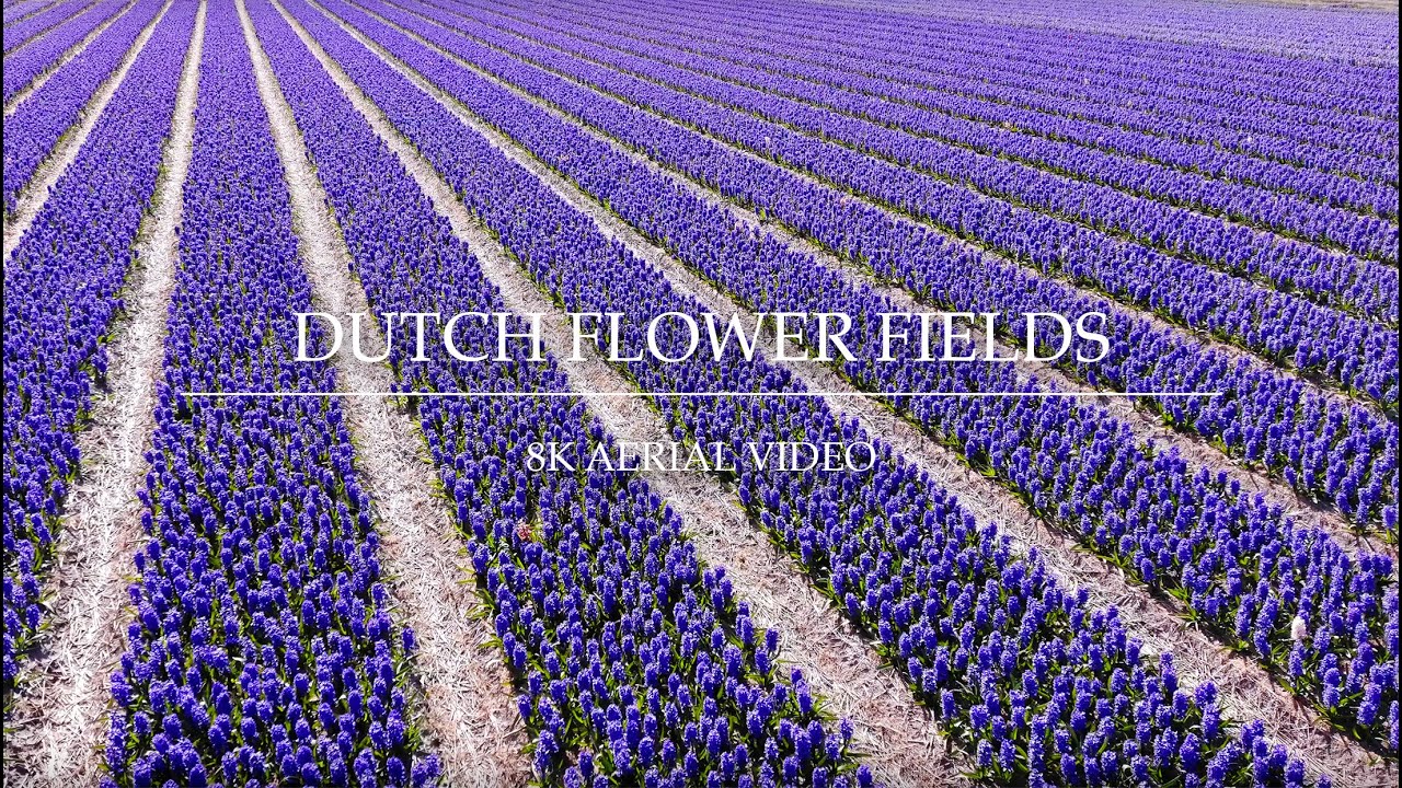 Dutch flower fields | 8K aerial video