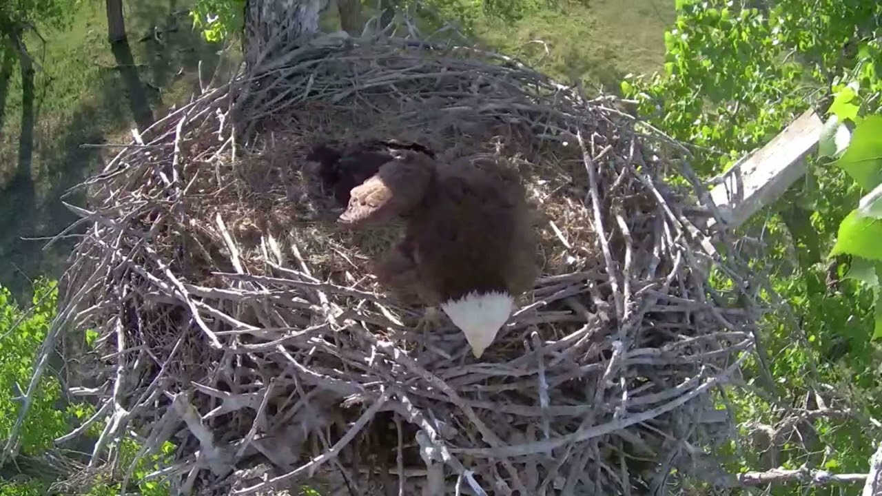 Xcel Energy Fort St. Vrain Bald Eagles : Ma defends nest against raccoon