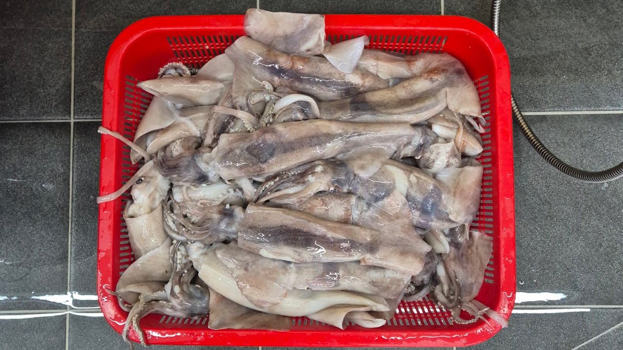 냉동오징어 + 광어1마리🤣 26/03/08