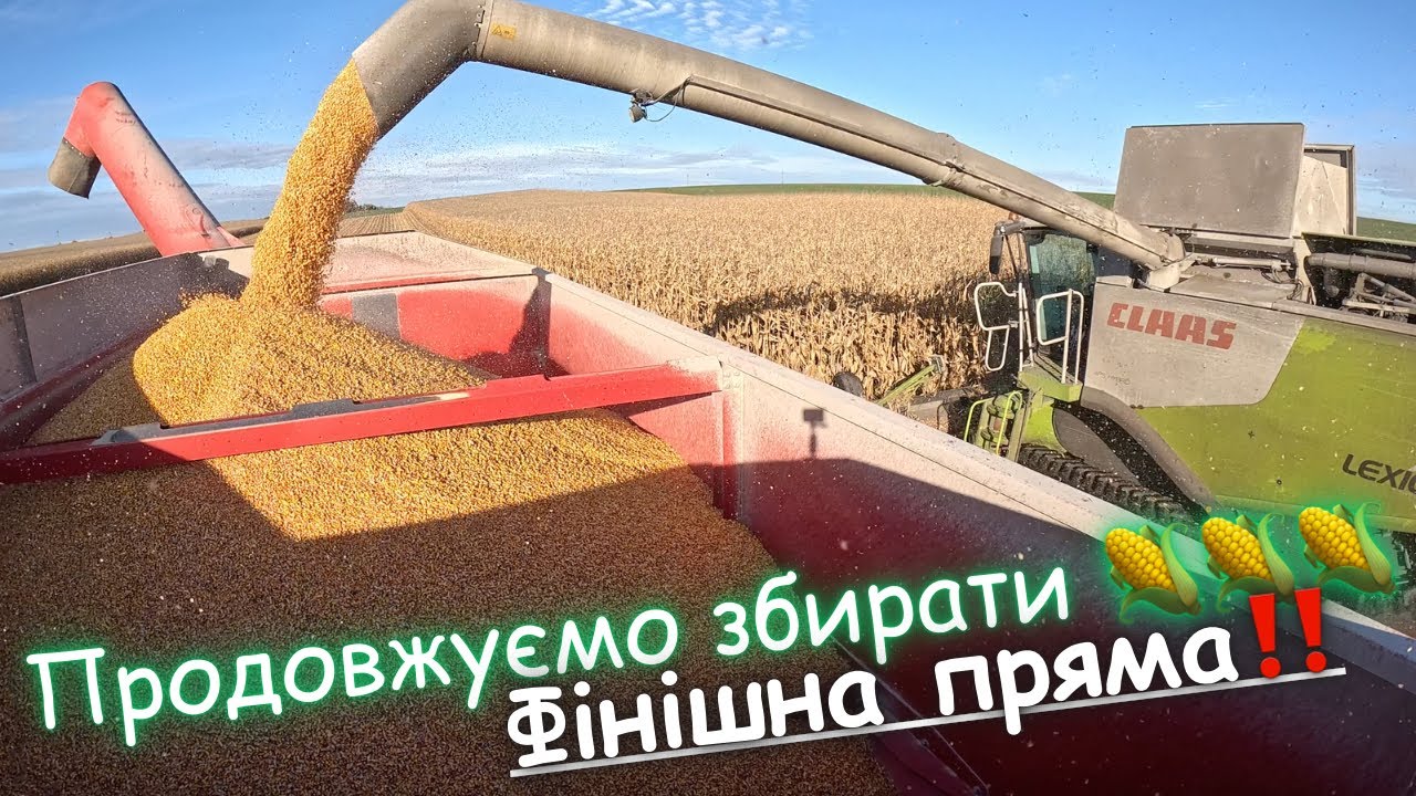 Ефектне відео про обмолот кукурудзи‼️ Блу-Н на кукурудзі‼️
