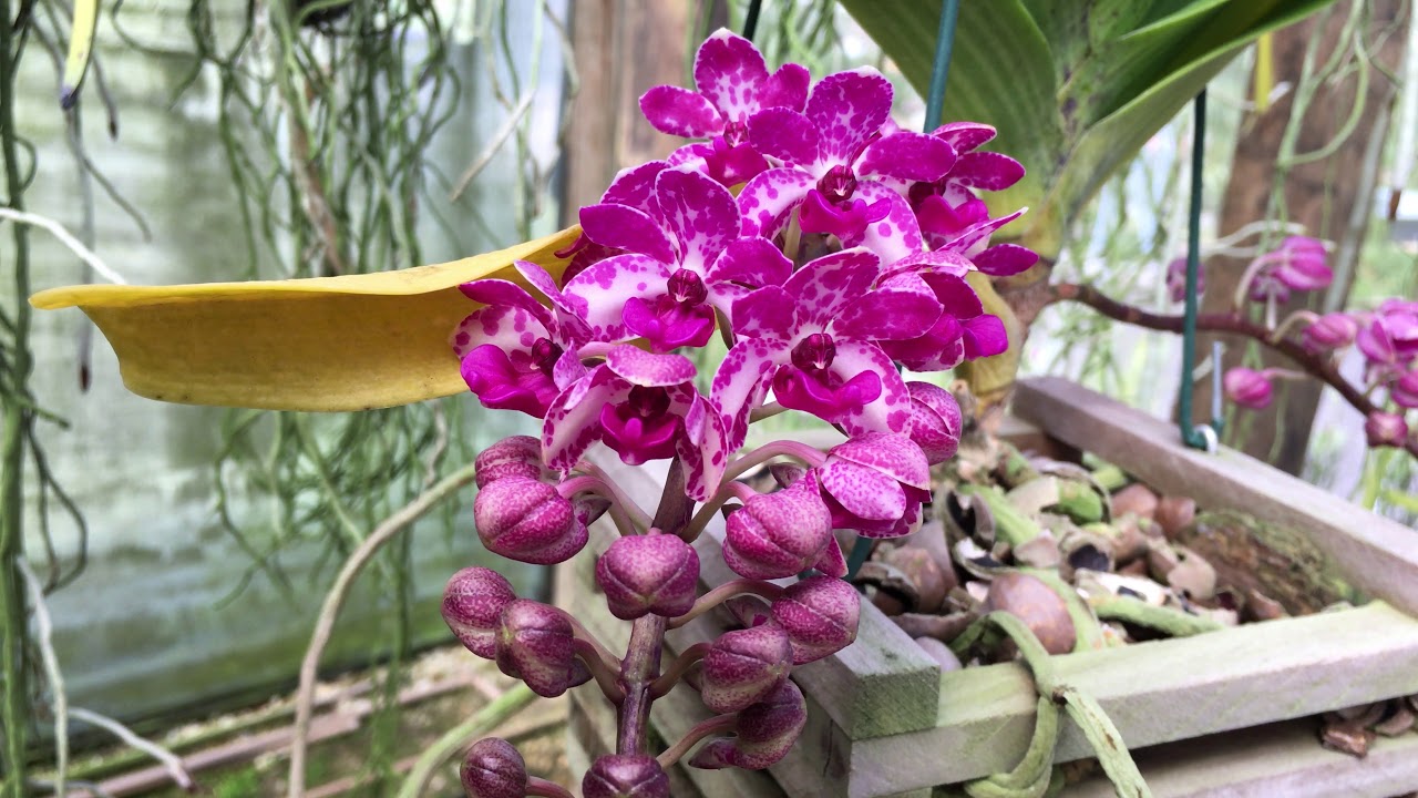 ORQUIDÁRIO TAPERA em Venda Nova do Imigrante -ES.