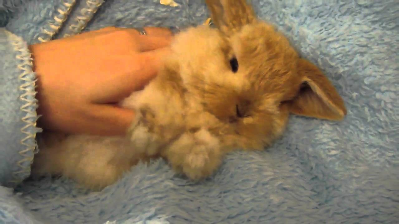 Miniature lop eared bunny - QQ Summer - Getting a good massage 2