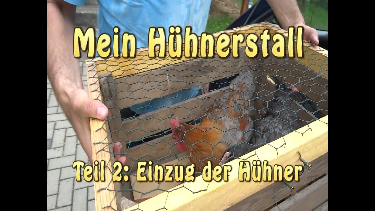 Mein Hühnerstall: Teil 2 - Der Einzug der Hühner