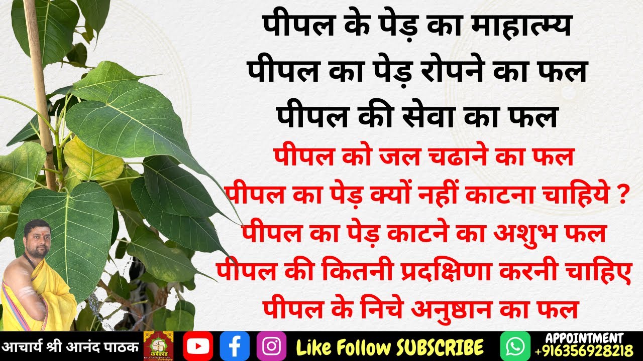 पीपल के पेड़ का माहात्म्य | पीपल का पेड़ रोपने का फल | पीपल का पेड़ क्यों नहीं काटना चाहिये ?