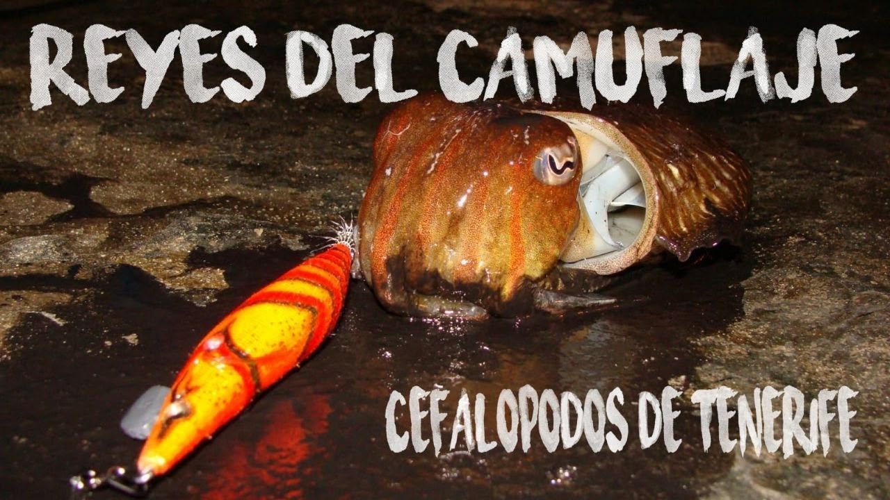 eging en tenerife (pescando chocos/sepias) ¿ me pica un pulpo enorme?