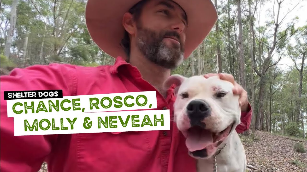 Luke Chats about the 4 Shelter Dogs; Chance, Rosco, Molly and Neveah
