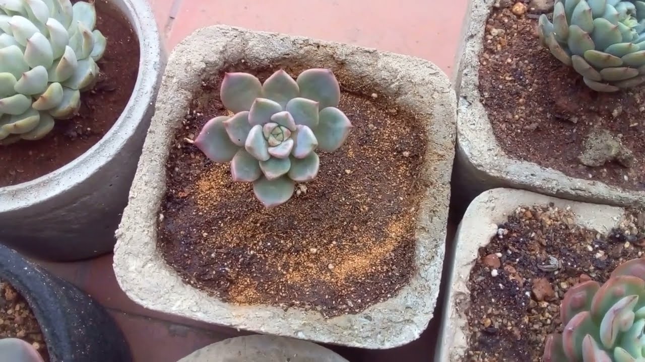 || CINNAMON POWDER APPLICATION || SUCCULENT CARE TIPS ||