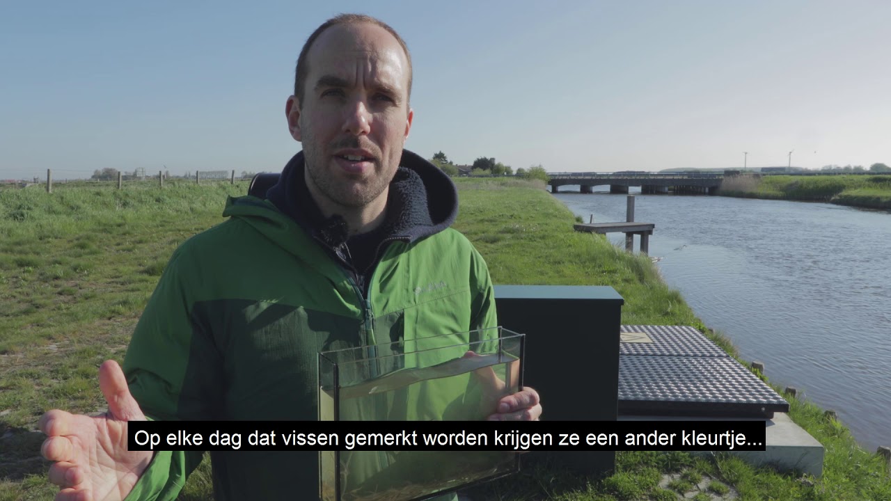 Vispassages getest voor glasaal en driedoornige stekelbaars met VIE-tags
