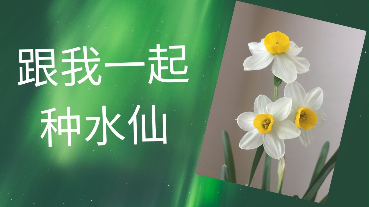 【室内植物】种盆水仙好过年 | Plant with me - Paperwhite